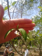 Tabernaemontana amygdalifolia