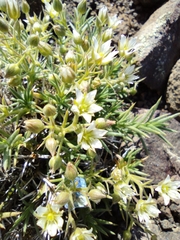 Sabulina nuttallii fragilis