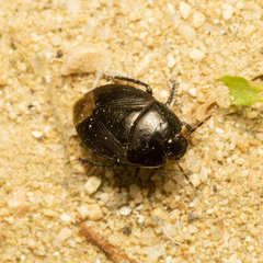 Macroscytus fraterculus