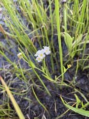 Plagiobothrys figuratus