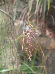 Scleria terrestris