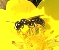 Ceratina