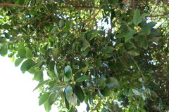 Ficus