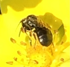 Ceratina