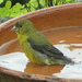 Lesser Goldfinch - Photo (c) barloventomagico, some rights reserved (CC BY-NC-ND)