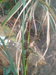 Scleria terrestris