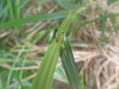 Scleria terrestris