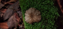Pseudohiatula irrorata
