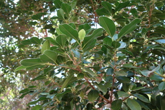 Ficus
