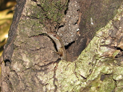 Saproscincus basiliscus