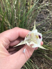 Calochortus eurycarpus