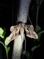 Phyllosphingia dissimilis