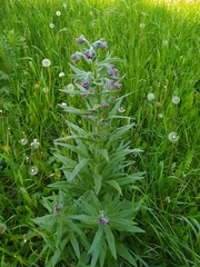 Cynoglossum officinale