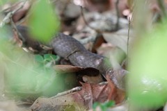 Coluber constrictor etheridgei
