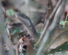 Coluber constrictor etheridgei