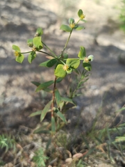 Euphorbia seguieriana