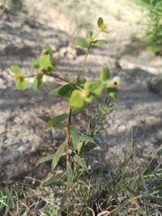 Euphorbia seguieriana