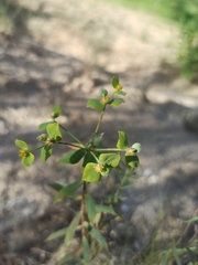 Euphorbia seguieriana