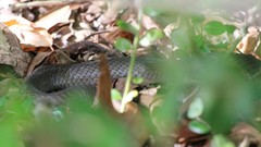 Coluber constrictor etheridgei