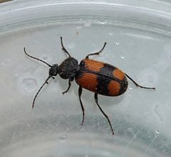 Panagaeus cruxmajor
