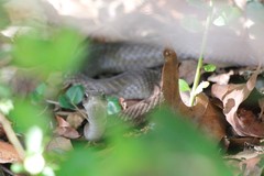 Coluber constrictor etheridgei