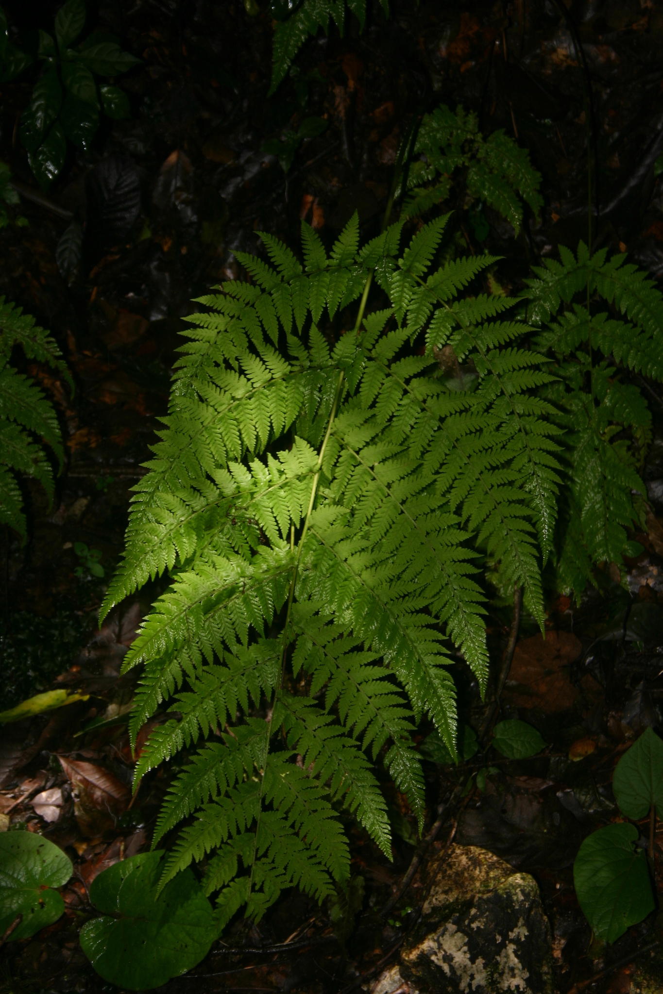 Phegopteridoideae