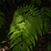 Mariana Maiden Fern - Photo (c) Pedro, some rights reserved (CC BY-NC)