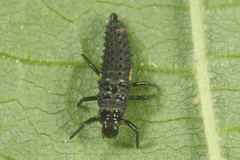 Anatis ocellata