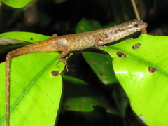 Saproscincus basiliscus