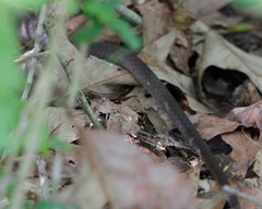 Coluber constrictor etheridgei