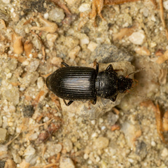 Anisodactylus punctatipennis