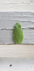 Hyla cinerea