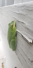 Hyla cinerea