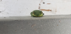 Hyla cinerea