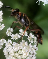 Sceliphron curvatum
