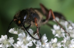 Sceliphron curvatum