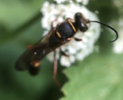 Sceliphron curvatum