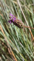 Dalea compacta