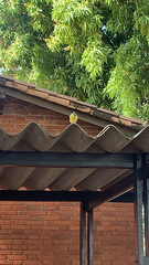 Pitangus sulphuratus