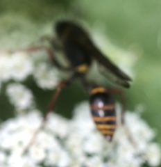 Sceliphron curvatum