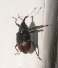 Anthonomus suturalis