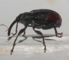 Anthonomus suturalis