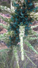 Puya alpestris