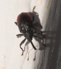 Anthonomus suturalis