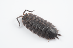 Porcellio scaber