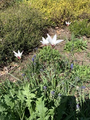 Tulipa humilis