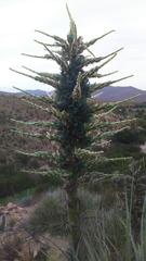 Puya alpestris