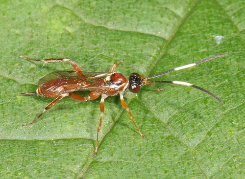 Ischnus cinctipes