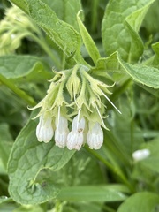 Symphytum grandiflorum