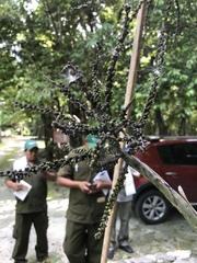 Pseudophoenix sargentii